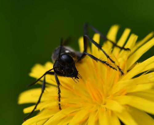 Ammophila sabulosa